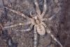 Zoropsis spinimana